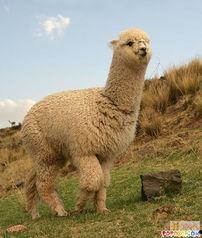 爆料美国羊驼是真的吗视频,美国羊驼视频爆料背后的真实情况  第3张